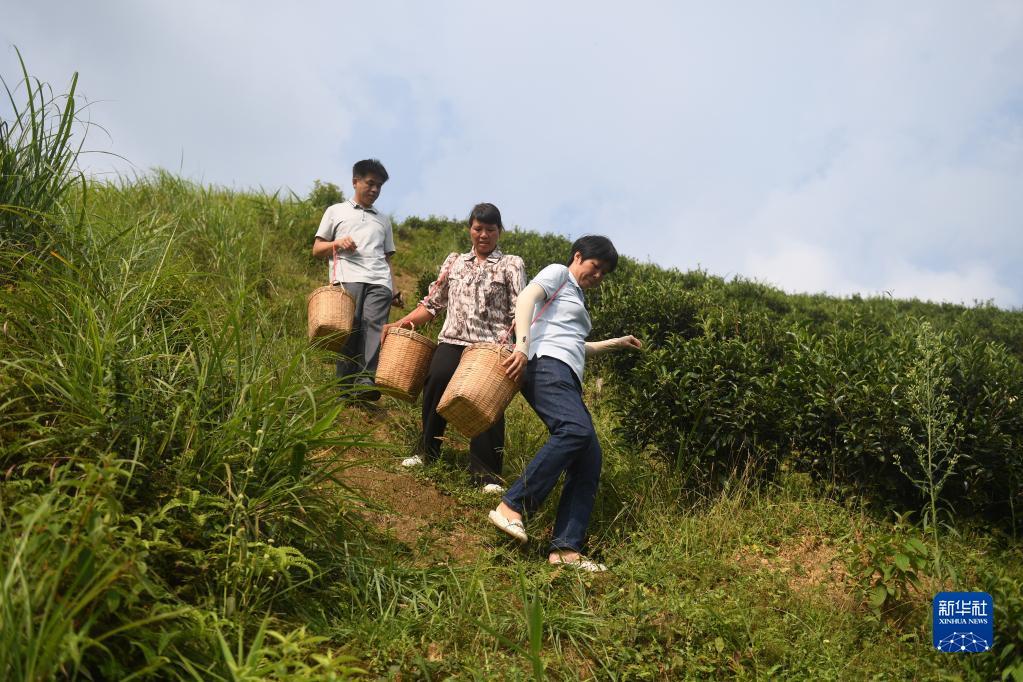 在廣西蒼梧縣六堡鎮(zhèn)山坪村，祝雪蘭（前）和村民采茶后走下茶山（2022年9月22日攝）。新華社記者 陸波岸 攝